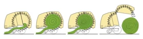  Krone Bellima  | Mobile.bg    8