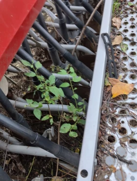 Сеялка Kongskilde CS4000S, снимка 4