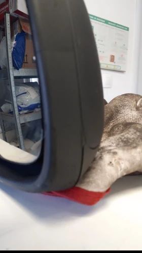 Suzuki SX4, снимка 2