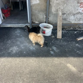 Dacia Sandero Такси, снимка 1