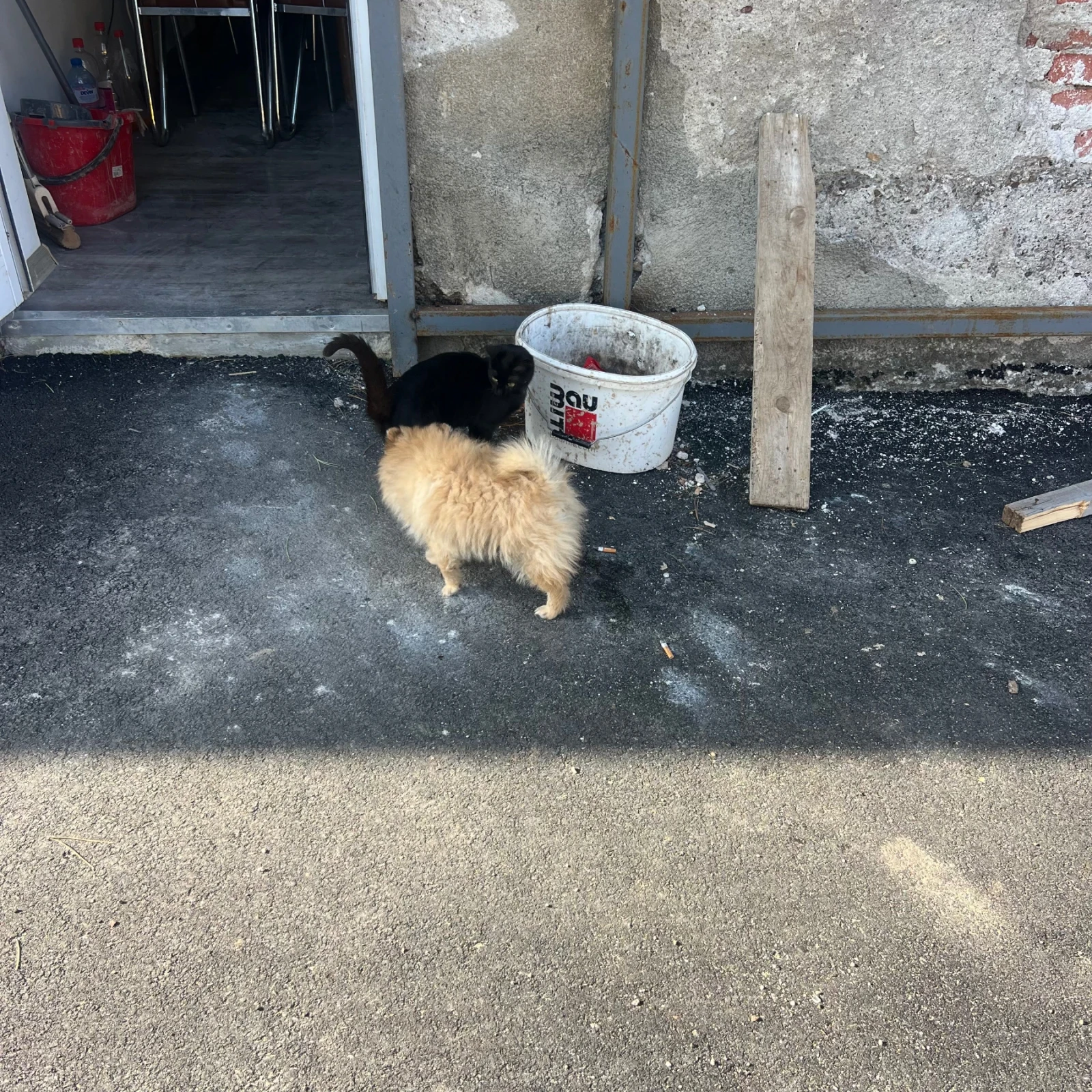 Dacia Sandero Такси