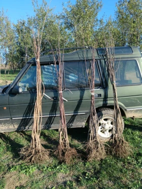 Land Rover Discovery 300 tdi  - 1400 € / 2738.16 лв. - 34354044 5