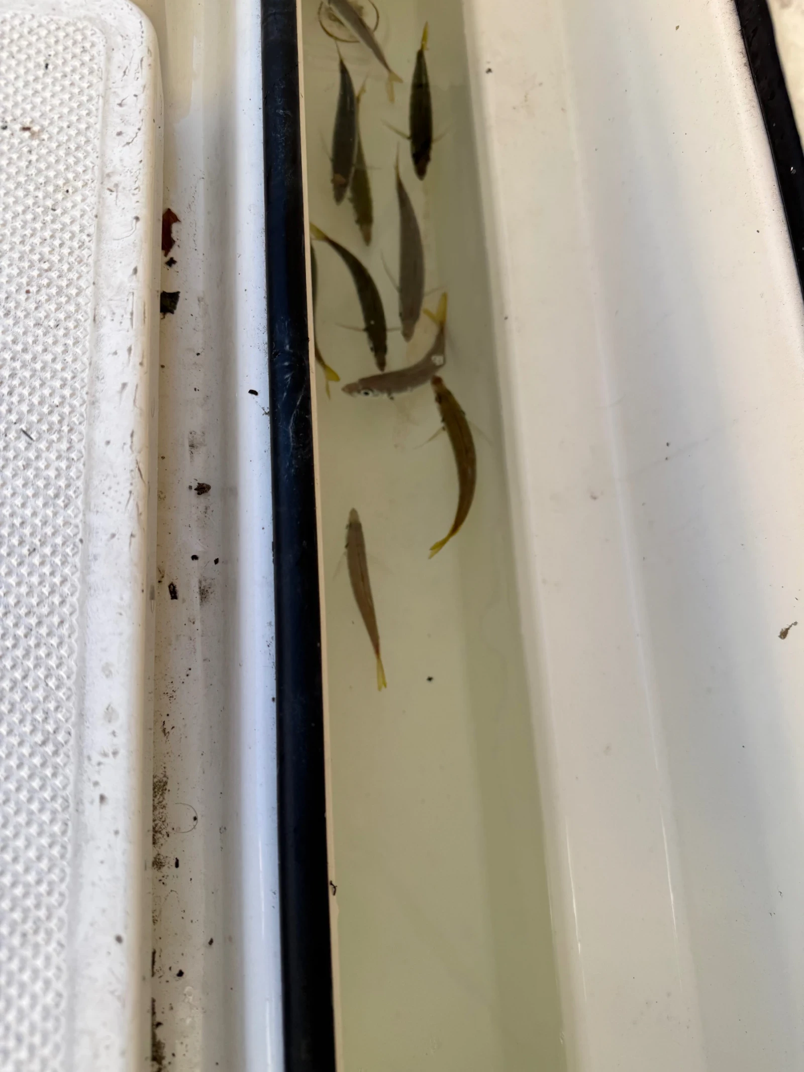 ����� Quicksilver Pilothause 625 | Mobile.bg � ����������� 17