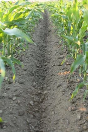 Култиватор Maschio  ПРОМО Навесен окопен култиваторHS   6R или 8R FIX, снимка 2