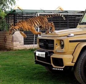 Mercedes-Benz G 63 AMG G700 - 61000 € / 119305.63 лв. - 21274984 2