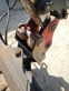 Обява за продажба на Багер Bobcat 2011 ~46 000 лв. - изображение 5