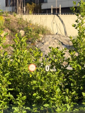 BMW 550 I X DRIVE ШВЕЙЦАРИЯ, снимка 9