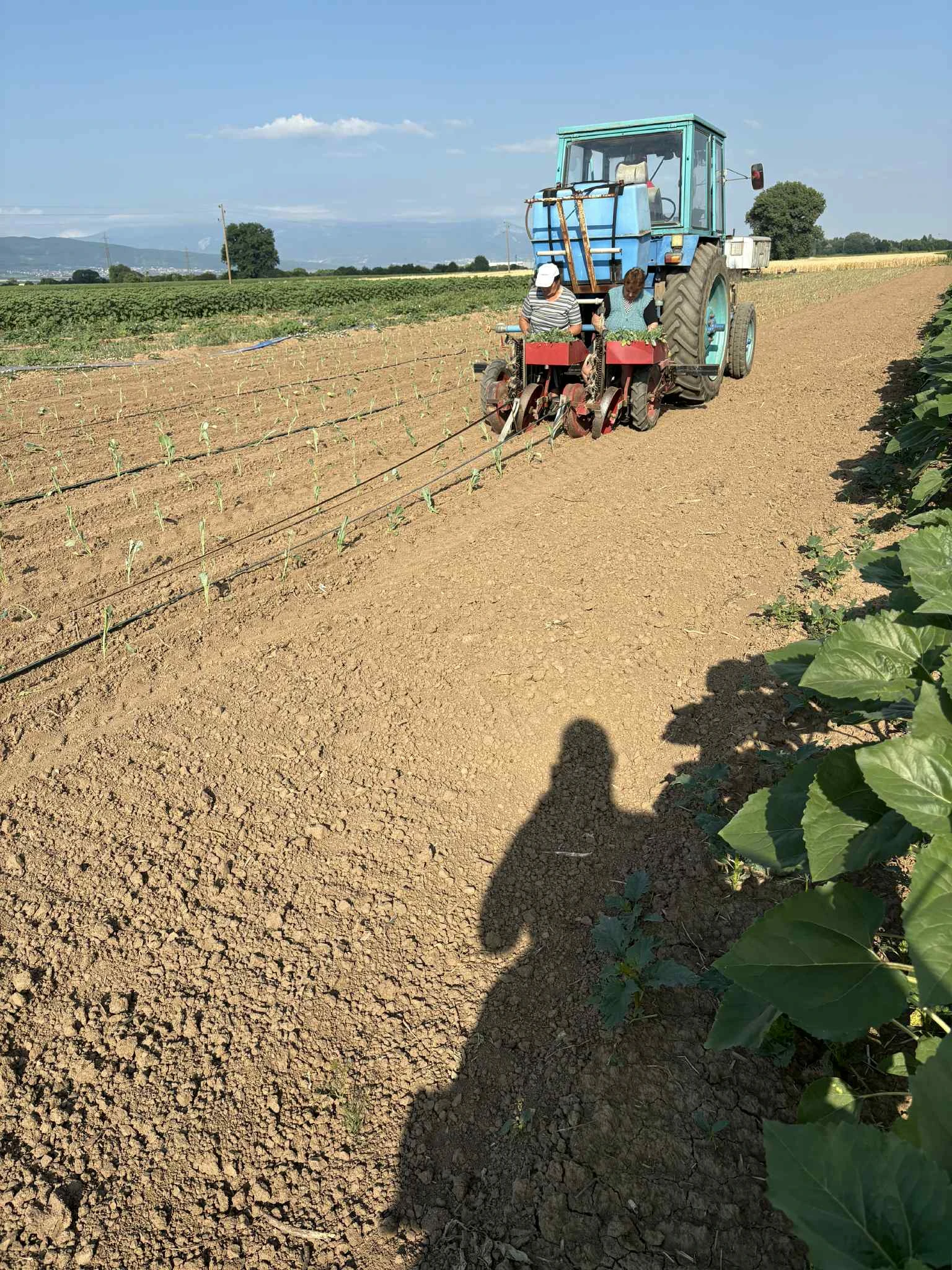 Друг вид Внос Разсадо посадъчна машина - изображение 3