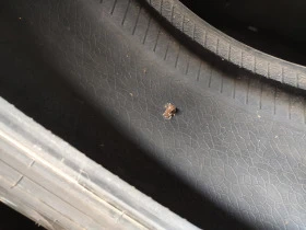 Гуми Зимни 255/50R19, снимка 12