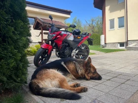Honda Cbf | Mobile.bg    4